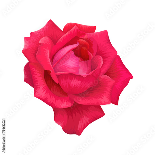 Realistic red rose flower illustration isolated on white background