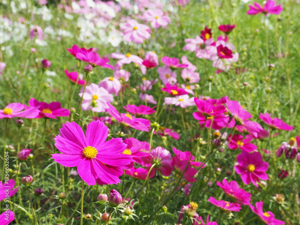 Fototapeta premium コスモス畑 ピンク色のコスモス-cosmos pink flower-