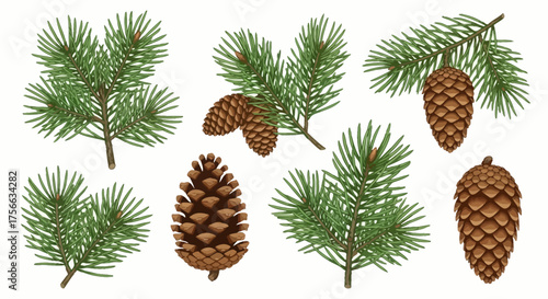 Pine Branches and Cones Illustrations – Evergreen Botanical and Christmas Design