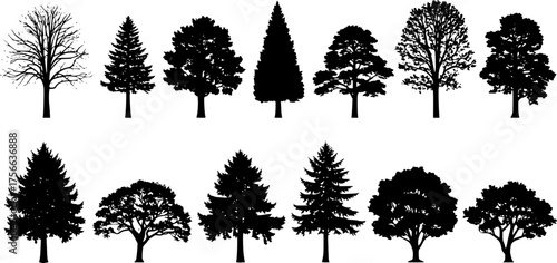 various deciduous trees silhouettes on the white background