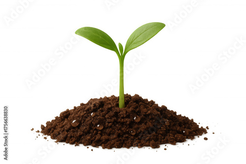 Wallpaper Mural Seedling growing in soil, symbolizing new life, beginnings, and sustainable organic agriculture, transparent background Torontodigital.ca