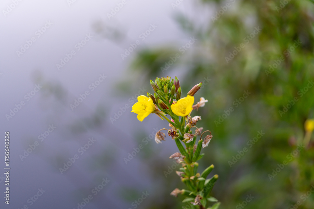 Fototapeta premium yellow flowers in the garden