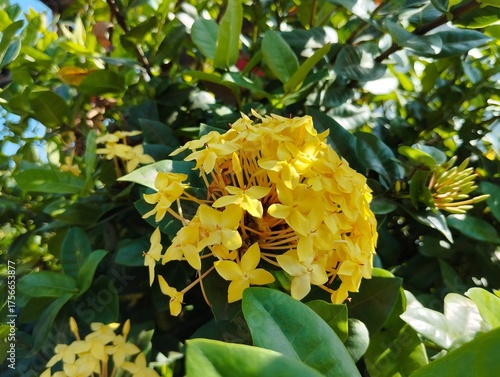 Asoka flowers are beautiful and lush in the garden