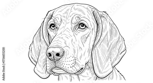 Dog head sketch with detailed features and expressive eyes  