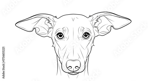 Line drawing of a dog's head with large ears and expressive eyes  
