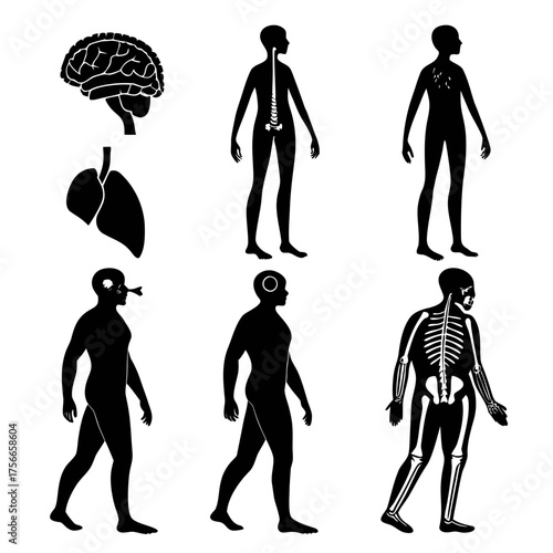Collection of human anatomy icons including brain lungs spine skeletal system and internal organs represented as silhouettes on a white background