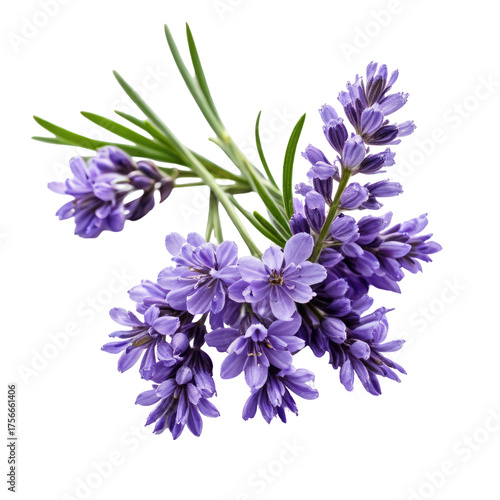 Fragrant purple lavender blooms and stems on dark background