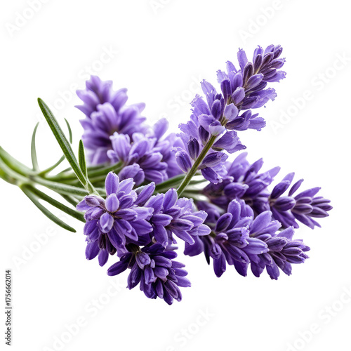 Close up of purple lavender sprigs against a stark, dark background