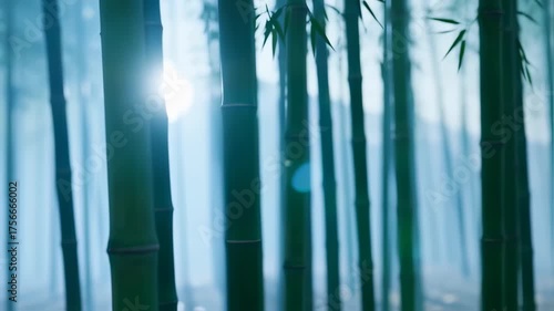 Serene Bamboo Forest with Sunlight Streaming Through The Dense Canopy