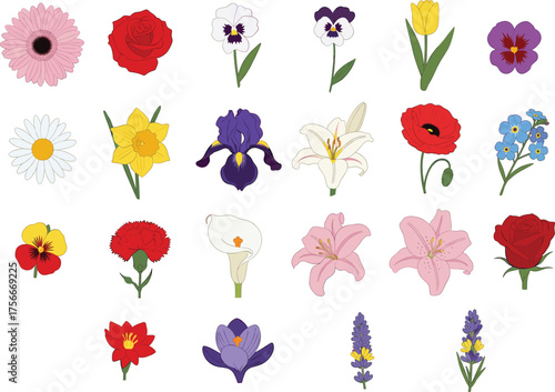 Botanical flower illustration, colorful floral grid, rose, tulip, lily, daisy, poppy, pansy, daffodil, carnation, lavender, iris, stock image