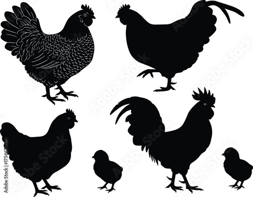 Chicken silhouette set, rooster and hen, poultry illustration, chick shapes, farm bird, feather detail, livestock icon, black silhouette, rural animal