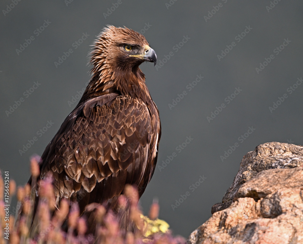 Fototapeta premium A POWERFUL GOLDEN EAGLE