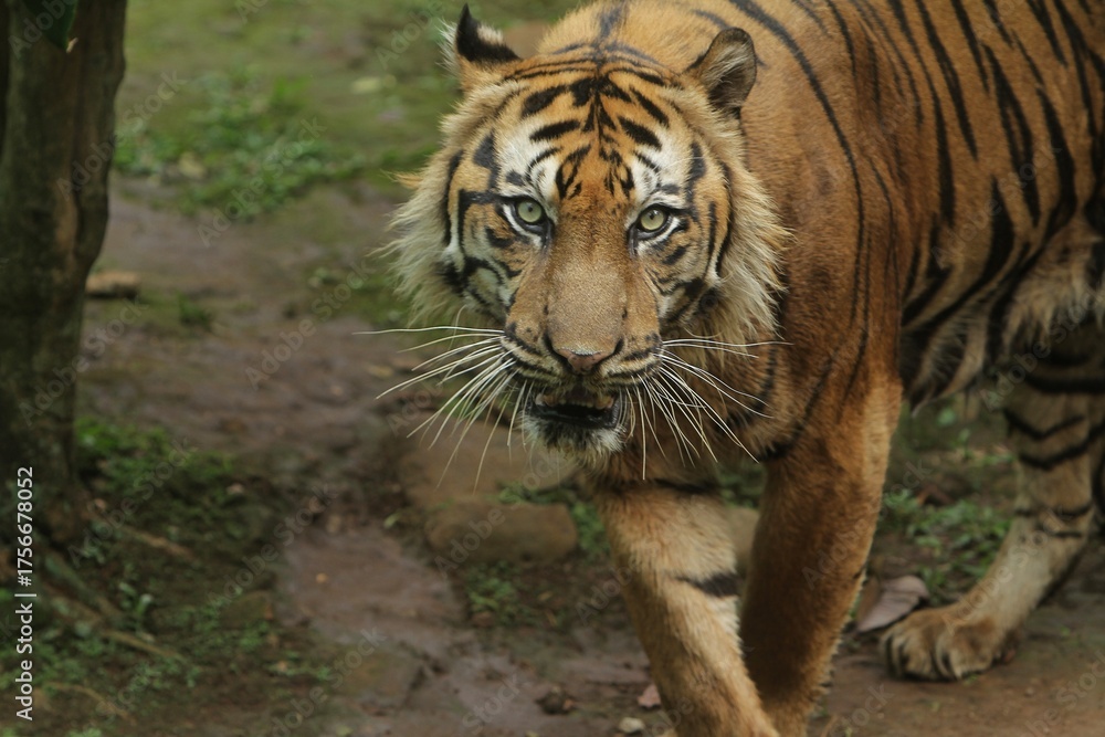 Obraz premium Close up of a sumatran tiger standing and looking at the camera