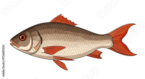 Vector  illustration of a roach fish with red fins and scales swimming to the right side view image