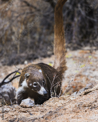 Desert Explorer — White-nosed Coati (Nasua narica) in Natural Habitat