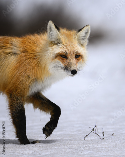 Ember in the Snow — Red Fox (Vulpes vulpes) in Winter Light