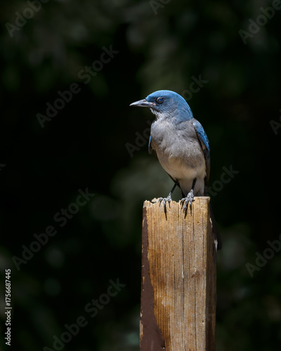Desert Blue — Mexican Jay (Aphelocoma wollweberi) in Natural Light