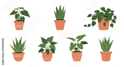 A curated collection of diverse potted houseplants arranged in two neat rows.