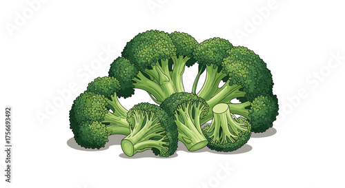 Fresh broccoli florets and crowns a healthy green vegetable for cooking and eating.