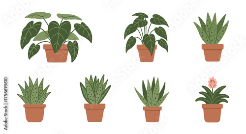 A collection of potted houseplants including large leafy varieties and succulents.