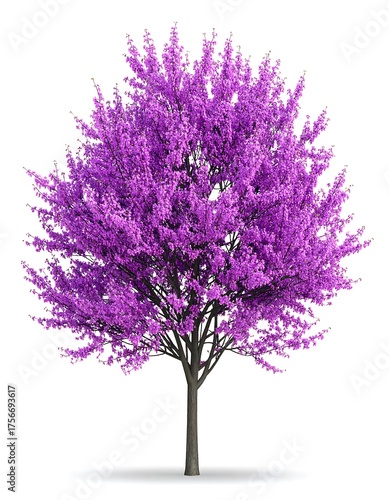 Isolated vibrant purple tree