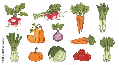 A vibrant collection of fresh root vegetables and gourds beautifully arranged on a plain background.