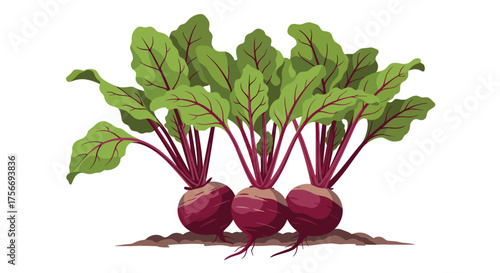 Freshly grown organic beets with vibrant green leaves ready for harvest.