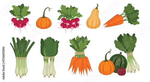A vibrant collection of fresh farm vegetables and root crops beautifully arranged on a white background.
