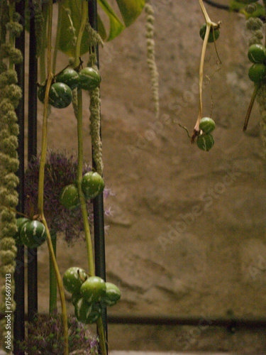 Botanical Tangle