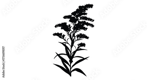 A detailed black silhouette of a tall flowering plant with delicate blooms and leaves on a white background silhouette