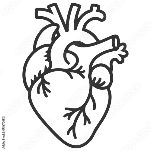 Stylized outline drawing of a human heart with visible arteries and veins on a white background