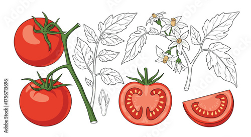 Ripe red tomatoes on the vine with leaves and flowers.