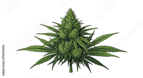 A close up of a cannabis plant with many green leaves and buds.