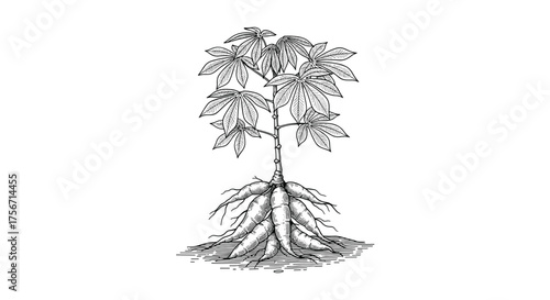 An illustration of a cassava plant with its root system and canopy exposed.
