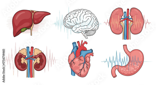 Understanding the vital organs and their functions within the human body.