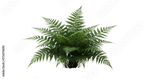 A lush green fern plant with delicate fronds 1.