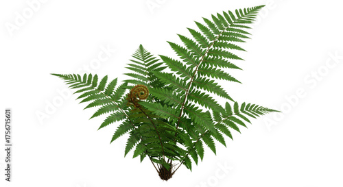 A lush green fern plant with intricate fronds 2.
