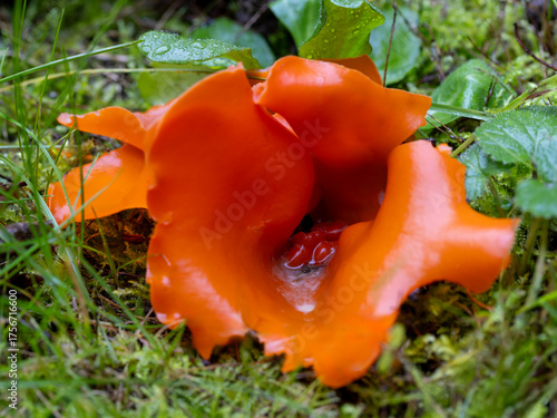 Ein Gemeiner Orange-Becherling liegend in der Frontale zwischen grüner Vegetation