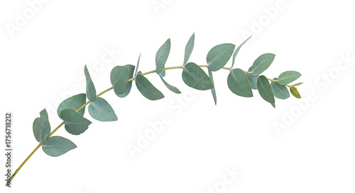 A single eucalyptus branch with oval leaves on a white background 1.