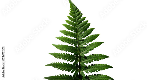 A single green fern frond isolated on a white background 6.