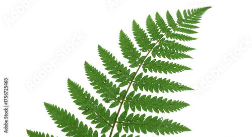 A single green fern frond isolated on a white background 29.
