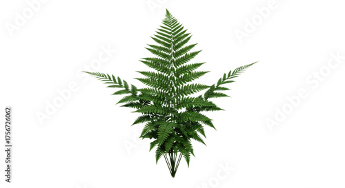 A single green fern frond isolated on a white background 36.