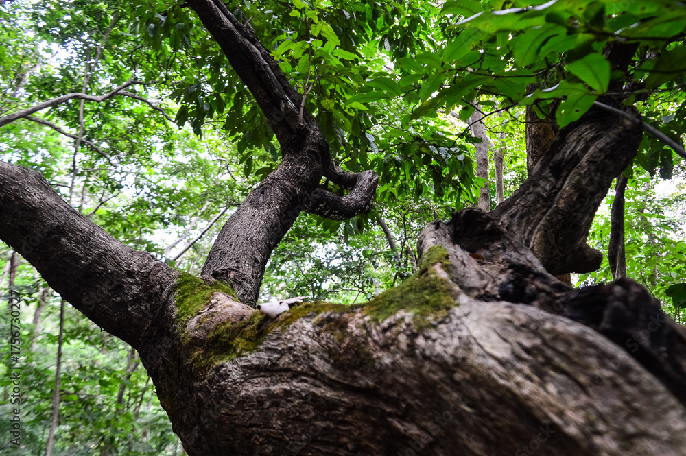 Fototapeta premium trees covered with green moss. Beautiful nature in the Forest.