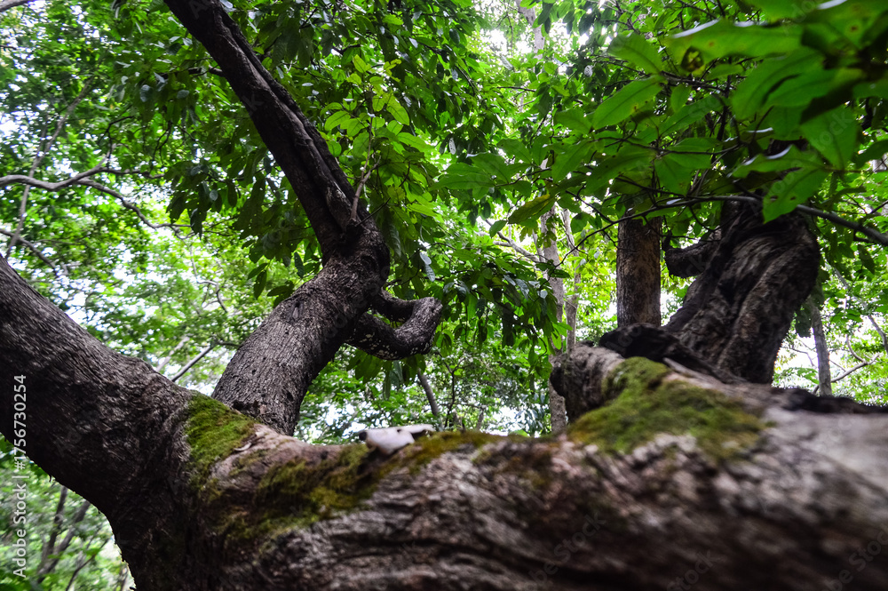 Fototapeta premium trees covered with green moss. Beautiful nature in the Forest.