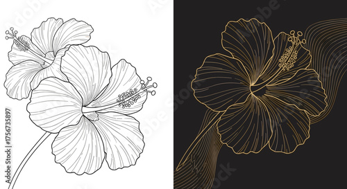 Two delicate hibiscus flowers drawn in a detailed line art style with one rendered in elegant gold wireframe on a black background.
