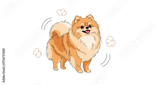 Adorable fluffy pomeranian dog with its cute tail wagging happily.