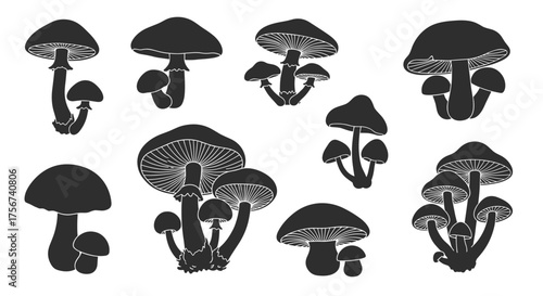 Illustrations of various wild mushrooms in silhouette for foraging or nature study.