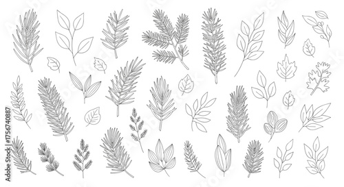 A collection of delicate hand drawn botanical illustrations featuring various wild plants and herbs