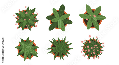 A collection of six potted plants viewed from directly above.
