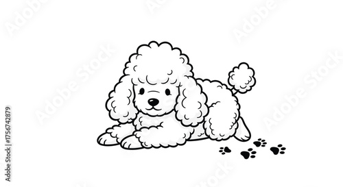 A fluffy white poodle dog lies on the floor with tiny paw prints nearby.